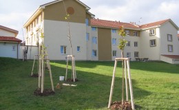 Výsadba stromů v zahradě Domova Simeon (21)